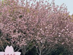 -高东镇樱花园