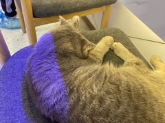 -喵园·猫主题咖啡厅·撸猫·猫咖(国贸店)