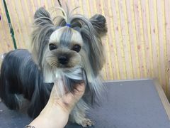 -爱宠屋pet shop·宠物洗澡·宠物美容