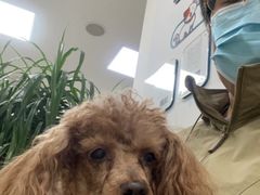 -美联众合动物医院·24h转诊中心