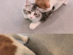 -飞行喵MR PILOT|猫舍·猫咖(静安大融城店)