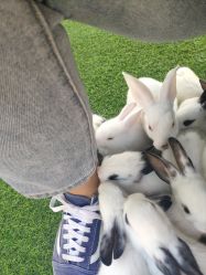 -萌宠亲子动物乐园(槐房万达店)