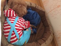 -米苏动物医院·犬猫专科·骨科外科内窥镜