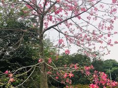 -中国科学院西双版纳热带植物园