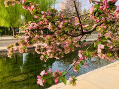 -海棠花溪(元大都城垣遗址公园)