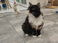 -楼上猫咖(罗湖店)