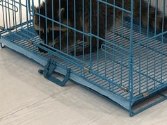 -浣熊柯尔鸭土拨鼠·电玩咖