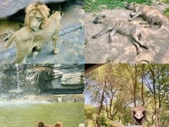 -北京野生动物园