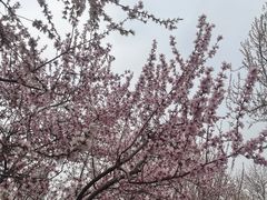 -桃花堤公园