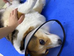 -爱侣宠医·鹦鹉专科·小型哺乳类·异宠专科(灵石路店)