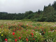 -武陵山森林公园