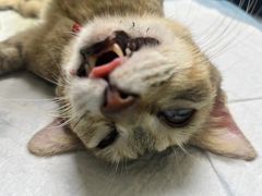 -乐琪宠物医院·犬猫专科·骨外科·急重症