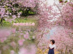-天适樱花悠乐园