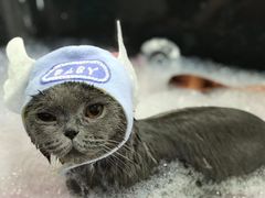 -拜鲁耶动物诊疗中心·宠家动物医院