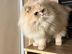 -瑞鹏宠物医院·骨科·猫科·内科(第一中心)