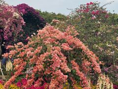 -东莞植物园