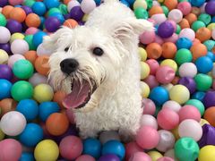 -汪说喵讲宠物乐园宠物酒店(红星美凯龙店)