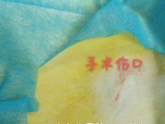 -咕噜咕噜宠物医院·CT·肿瘤科·骨科(前海院)