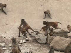 -大青山野生动物园