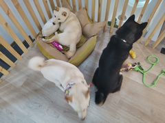 -柴迷FANS CLUB·柴犬狗咖·猫咖