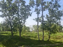 -两河城市森林公园