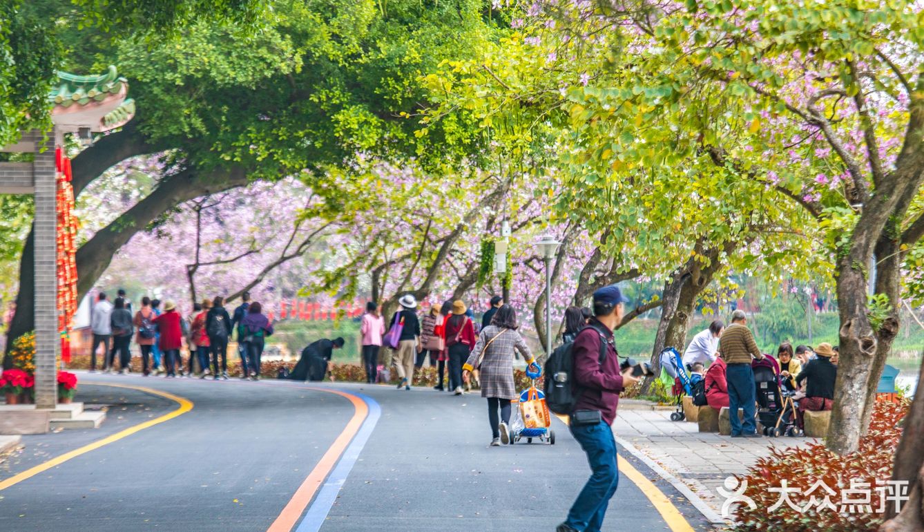 三四月去广东肇庆打卡最美紫荆花道