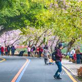 三四月去广东肇庆打卡最美紫荆花道