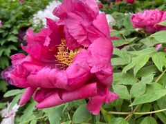 -莲花池公园