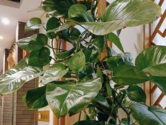 -老绥元烧麦·家常菜(大召店)
