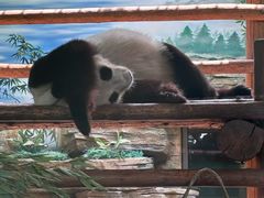 -西霞口神雕山野生动物世界