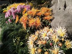 -杭州植物园