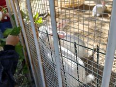 -福建鲤鱼洲酒店