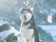 -太子岭滑雪场