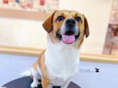 -佐罗家宠物馆·猫文化馆(紫霞路店)