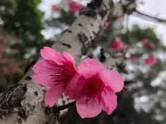 -桃花涧