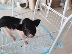 -怪兽屋·羊驼·猫咖·狗咖(俊华广场店)