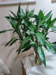 -Dr.林醫生产后修复·超级店(南京江宁同曦店)