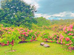 -中国科学院西双版纳热带植物园