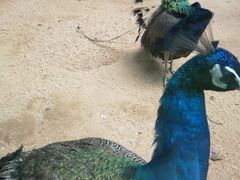 -石家庄市动物园