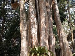 -瑞丽独树成林风景区