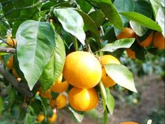 -前小桔亲子创意农场·草莓采摘·露营烧烤