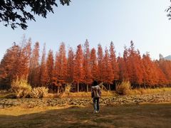 -艾溪湖湿地公园