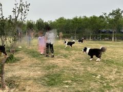 -爪吧宠物乐园·宠物泳池(温榆河示范区店)