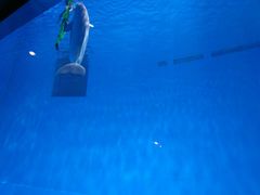 -芜湖新华联大白鲸海洋公园