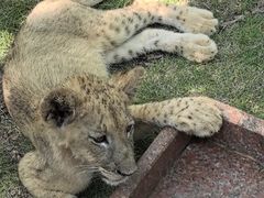 -西霞口神雕山野生动物世界