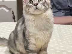 -老吴的猫·猫舍(新区店)