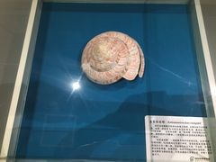 -青岛贝壳博物馆