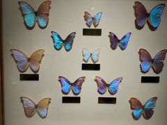 -上海昆虫博物馆