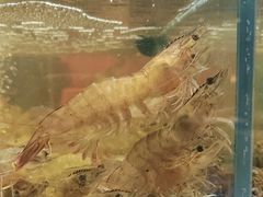 -光明招待所(邦凯科技园店)