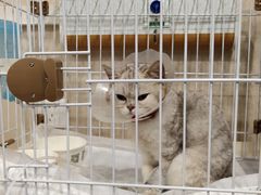 -宠爱国际动物医院· 猫科· 外科·中兽医(长白店)